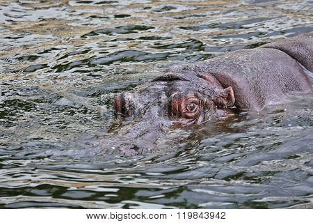 Behemoth emerges from water