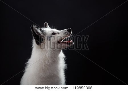 Arctic Fox, Vulpes Lagopus