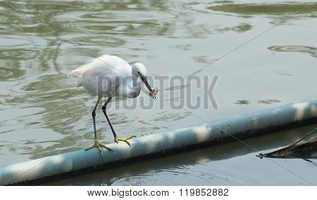 white Bird Catch And Eat Fish