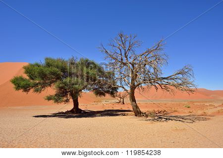 Namib-naukluft National Park, Namibia, Africa