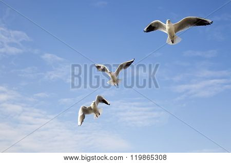 Seagulls