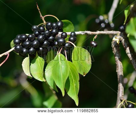 Buckthorn (Rhamnus catharticus)