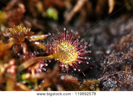 Carnivorous Plant Drosera In A Turf In The Spring