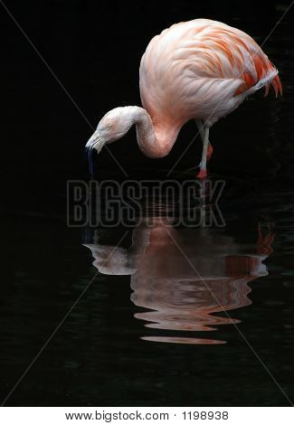 Flamingo a to je odraz.