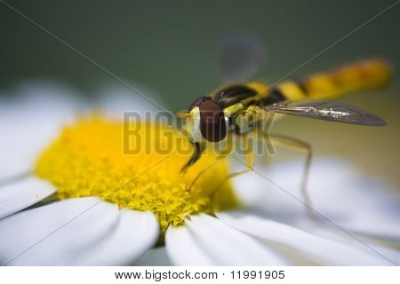 Hoverfly e daisy