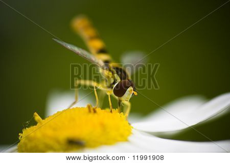 Hoverfly e daisy