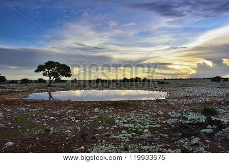 Namibia, Africa, Savannah At Night