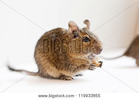 Degu