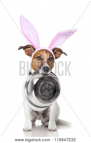 Easter Bunny Hungry Dog