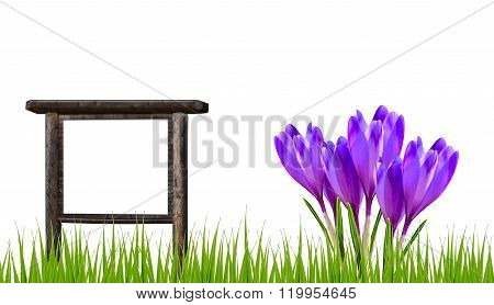 Spring banner with crocus flowers