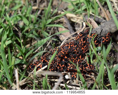 The Red Bugs