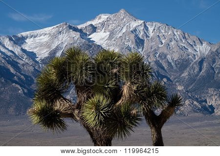 Joshua trees at Manzanar