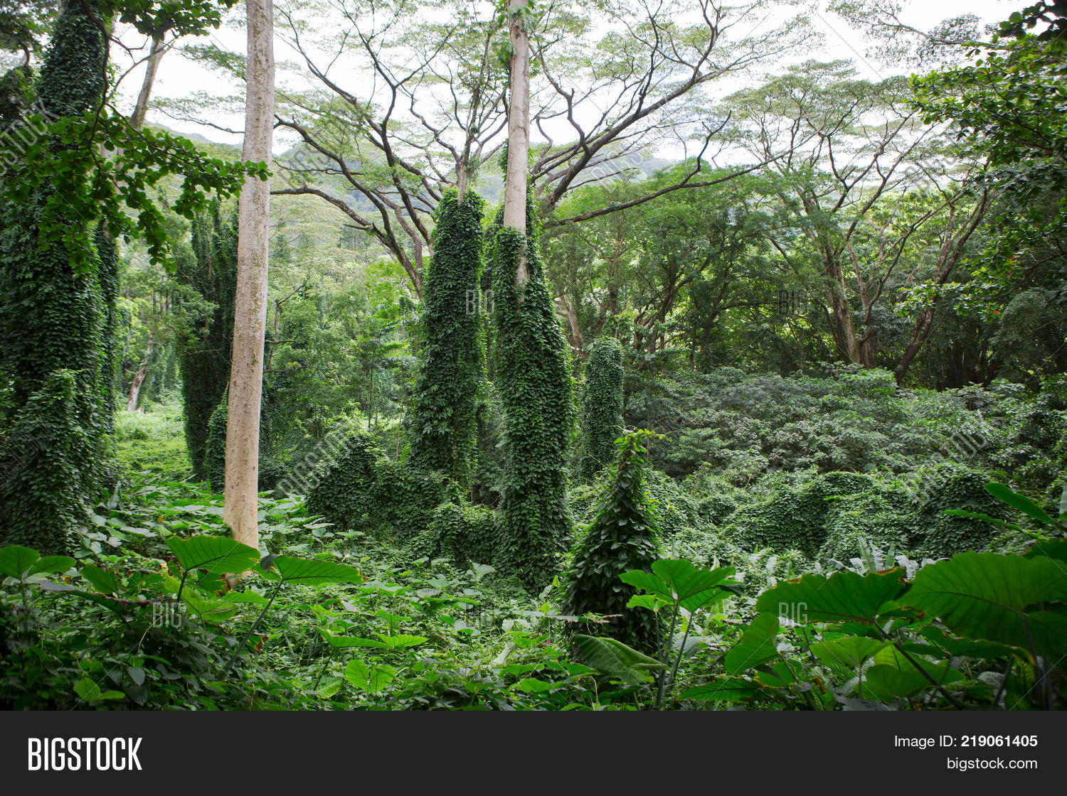 Large Monkeypod Tree, Image & Photo (Free Trial) Bigstock