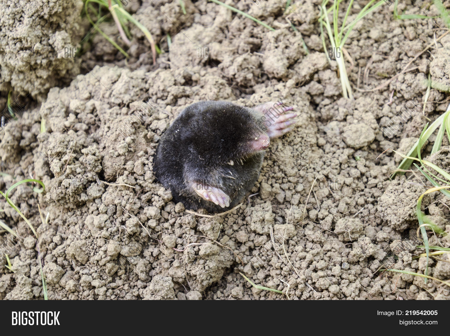 Холмики земли на участке. Mole hole. Землеройки дырки в газоне. Mole hole. Mole hole.