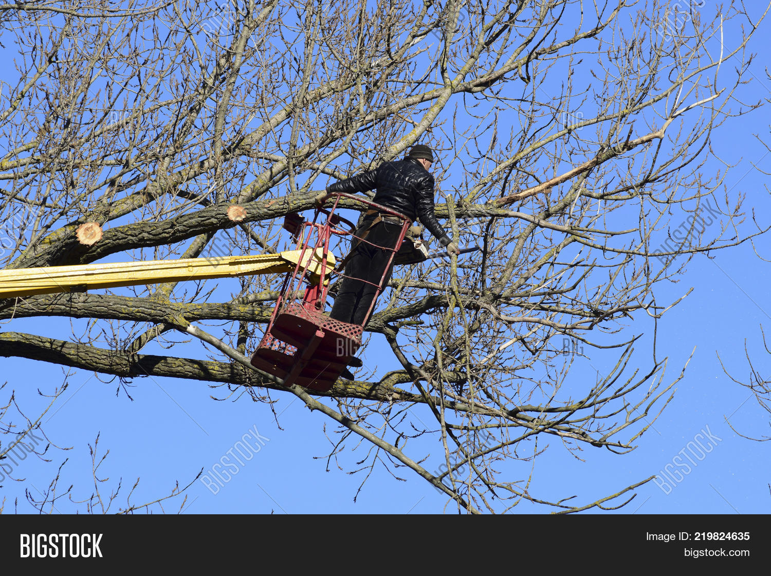 Pruning Trees Using Image & Photo (Free Trial) Bigstock