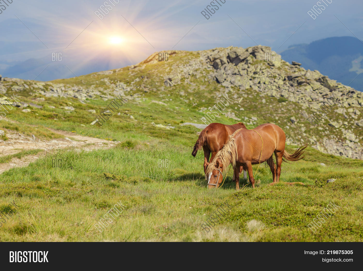 Horses Green Foothills Image & Photo (Free Trial) Bigstock