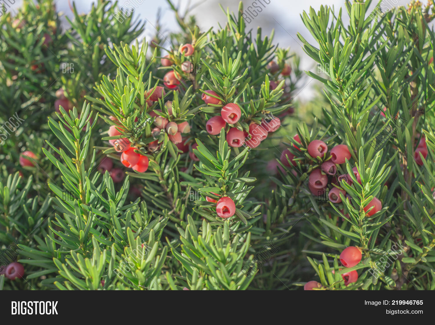 Yew Tree Red Fruits. Image & Photo (Free Trial) | Bigstock