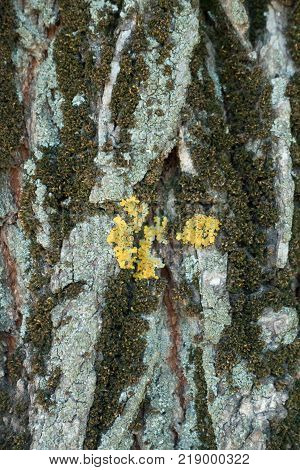 Surface of tree bark with dry moss and multicolored lichen