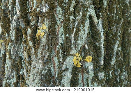 Tree bark covered with dry moss blue and yellow lichen