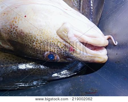 Freshly caught cod fish in black plastic crate with other catches. The fish last opening his mouth and gasped.