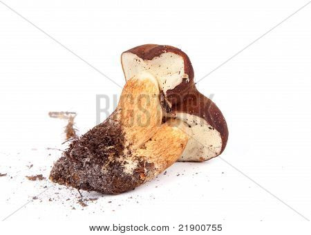 Podgrzybek Badius bliźnięta grzyby