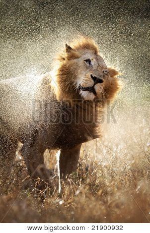 Erkek Aslan, bir yağmur fırtınası - Kruger Milli Parkı - Güney Afrika sonra su kapalı sallayarak
