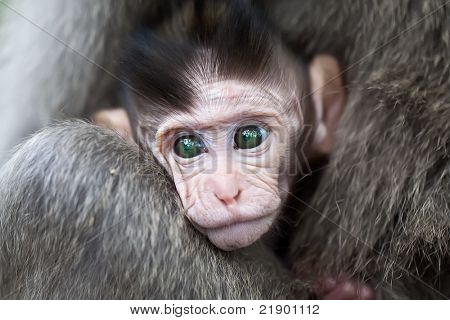 Close up di baby face di scimmie Macaco