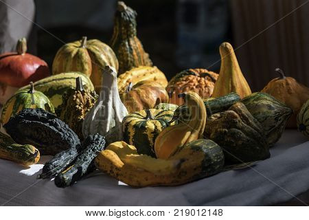 Close-up of variety of decorative pumpkins in different colors. Autumn composition of various kinds of gourds. Organic food. Background and texture. Nobody.
