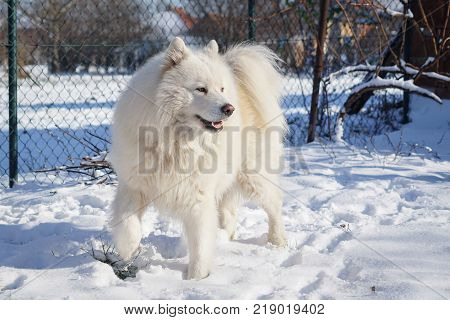 Beautiful white Siberian Samoyed dog in the snow