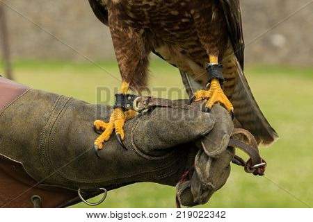 majestic buzzard, a raptor, on a perch in Adare, Ireland
