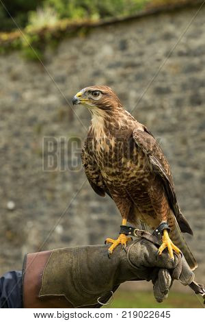 majestic buzzard, a raptor, on a perch in Adare, Ireland