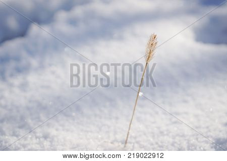 Plant in snow isolated with blured background