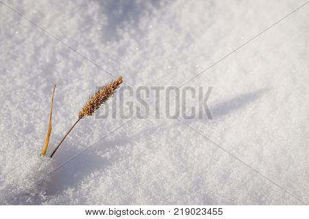 Plant in snow isolated with blured background
