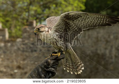 a majestic falcon, a raptor, in Adare, Ireland
