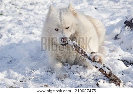 Beautiful white Siberian Samoyed dog in the snow play with wooden stick