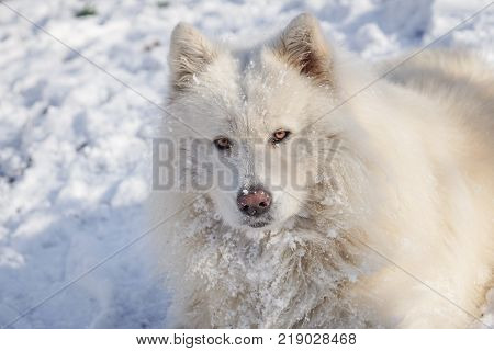 Beautiful white Siberian Samoyed dog in the snow