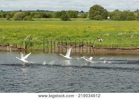 swans taking flight along the River Shannon in Ireland with a watching dog