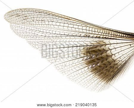 wing grasshopper on a white background . Photos in the studio