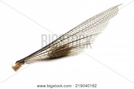 wing grasshopper on a white background . Photos in the studio