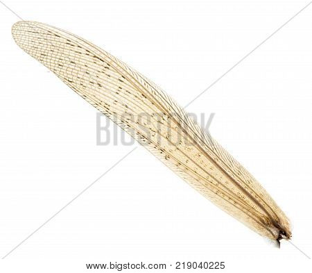 wing grasshopper on a white background . Photos in the studio