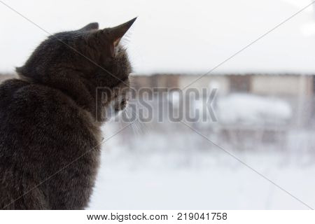 grey cat sitting on windowsill and looking out the window
