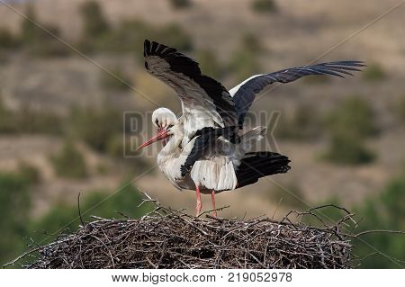White storks, Ciconia ciconia, mating in the nest. Wild animals copulating with greend and brown blurred background.