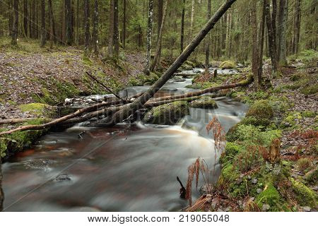 fast river fallen tree above stream gloomy coniferous forest long exposure