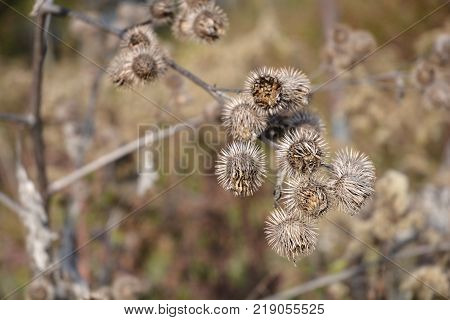 Dry Great Burdock in autumn - Latin name Arctium lappa
