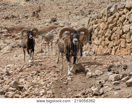 Group of Mouflons, Ovis gmelini or Ovis orientalis, walks through a mountains. Safari Aitana, Penaguila, Spain