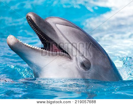 Dolphin in the pool . In the park in nature