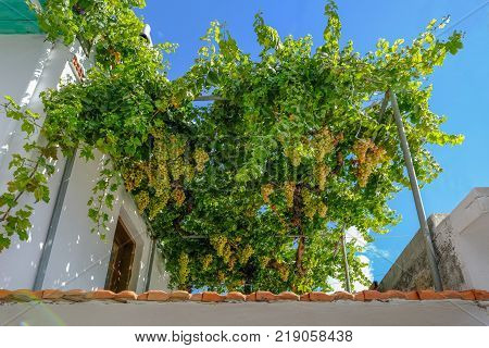 Bunches of ripe grapes ready to harvest on a verandah in Greece. Taken on a bright day in October.