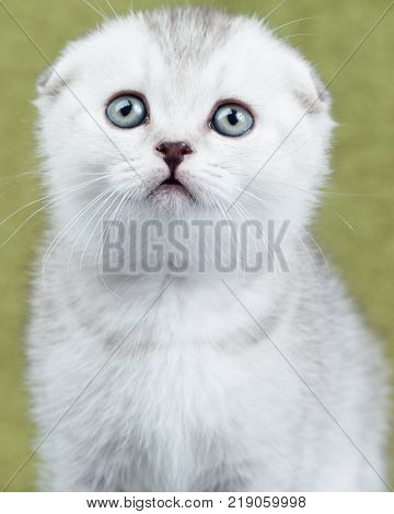 Scottish thoroughbred kitten with gray wool at green background