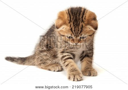 Scottish thoroughbred kitten with three-colored wool at white background