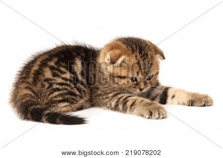 Scottish thoroughbred kitten with three-colored wool at white background